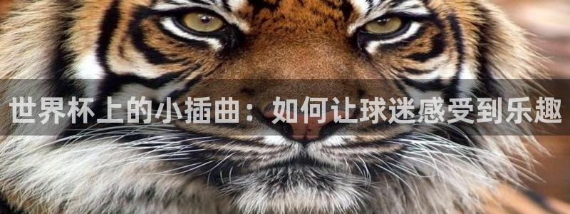 世界直播：世界杯上的小插曲：如何让球迷感受到乐趣